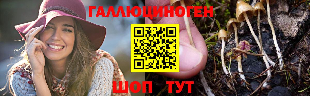 Галлюциногенные грибы прущие грибы  купить  цена  Псилоцибиновые грибы MAGIC MUSHROOMS  Знаменск  Вход с VPN 